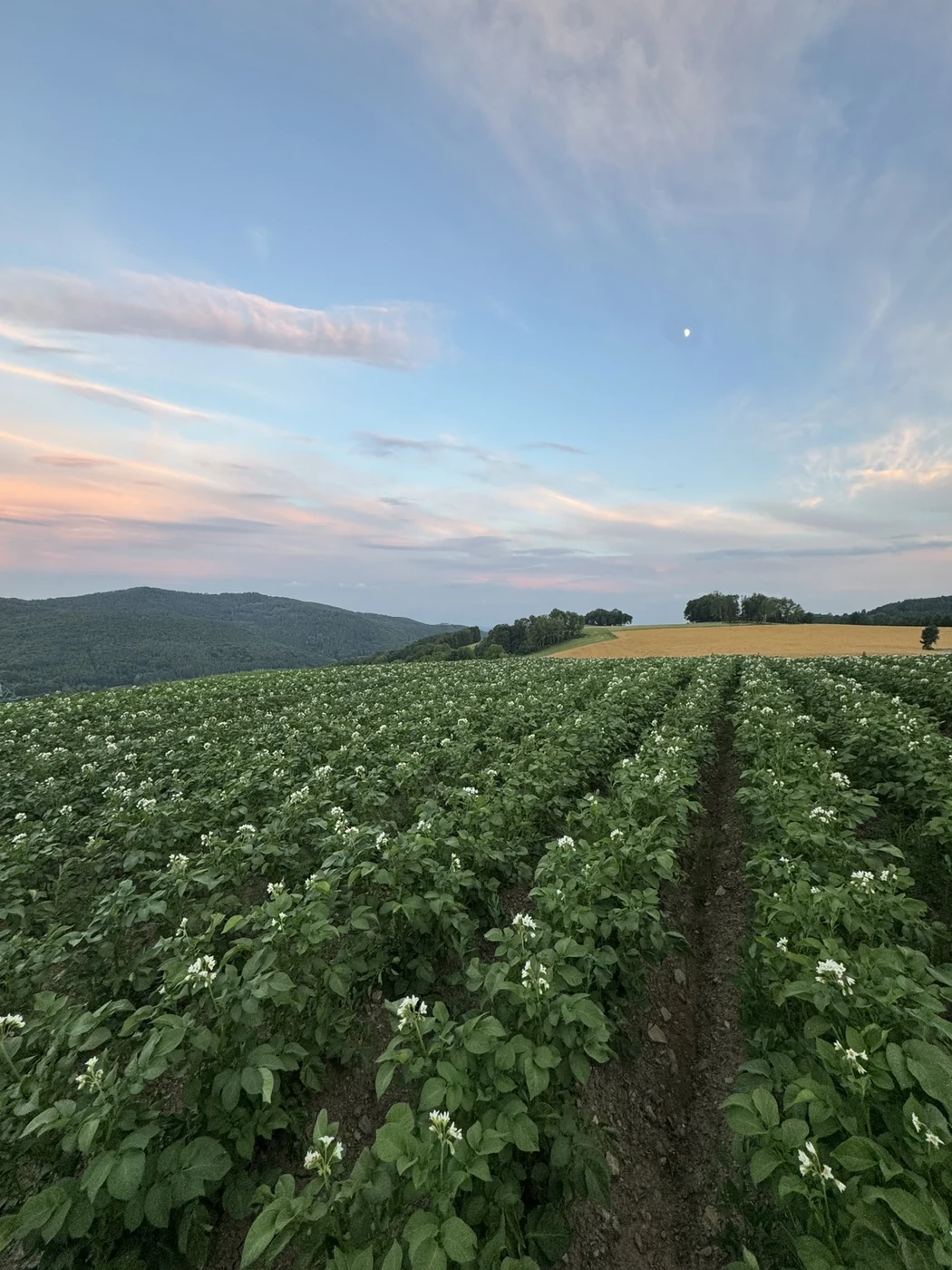 Blühendes Kartoffelfeld in Abendstimmung
